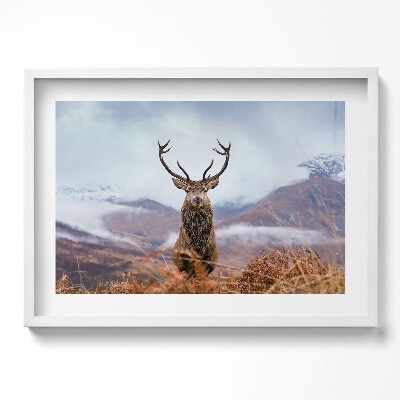 Obraz w ramie Jeleń na górskiej polanie