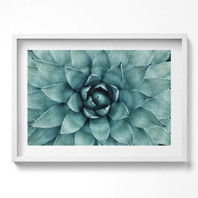 Obraz w ramie Zielona roślina sukulent