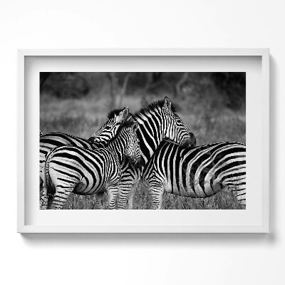 Obraz w ramie Przytulające się zebry