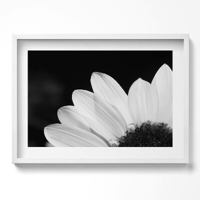 Obraz w ramie Płatki stokrotki w czerni i bieli