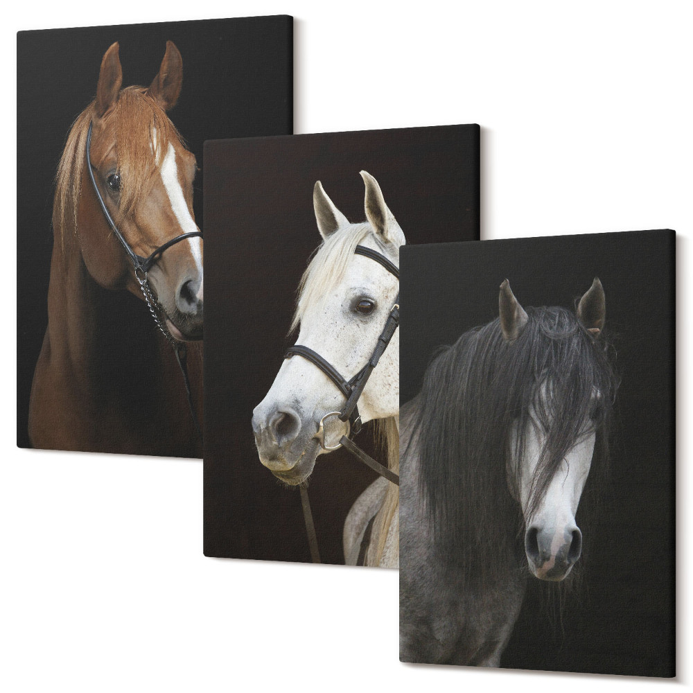 Zestaw obrazów 3 części tryptyk Portrety koni w różnych odcieniach sierści