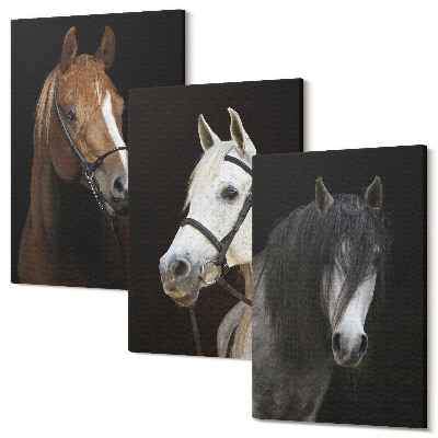 Zestaw obrazów 3 części tryptyk Portrety koni w różnych odcieniach sierści