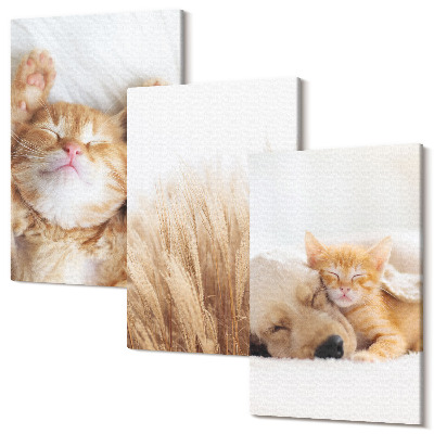 Zestaw obrazów tryptyk na ścianę Słodkie zwierzaki koty pies delikatna trawa boho