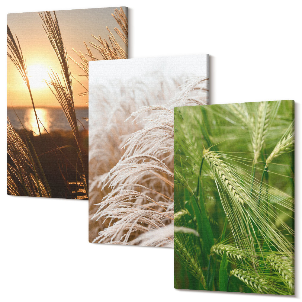 Zestaw obrazów 3 części tryptyk Różne rodzaje traw kolorowa natura