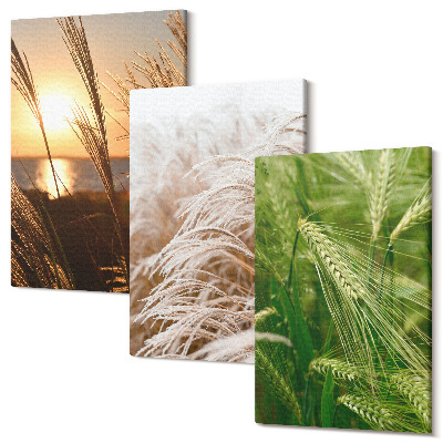 Zestaw obrazów 3 części tryptyk Różne rodzaje traw kolorowa natura
