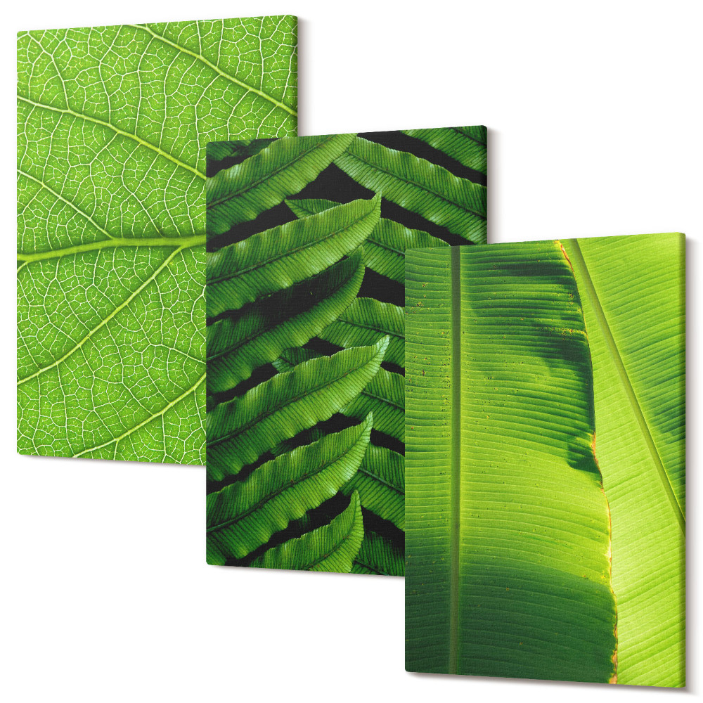 Zestaw obrazów tryptyk na ścianę Zbliżenia na liście tropikalna natura