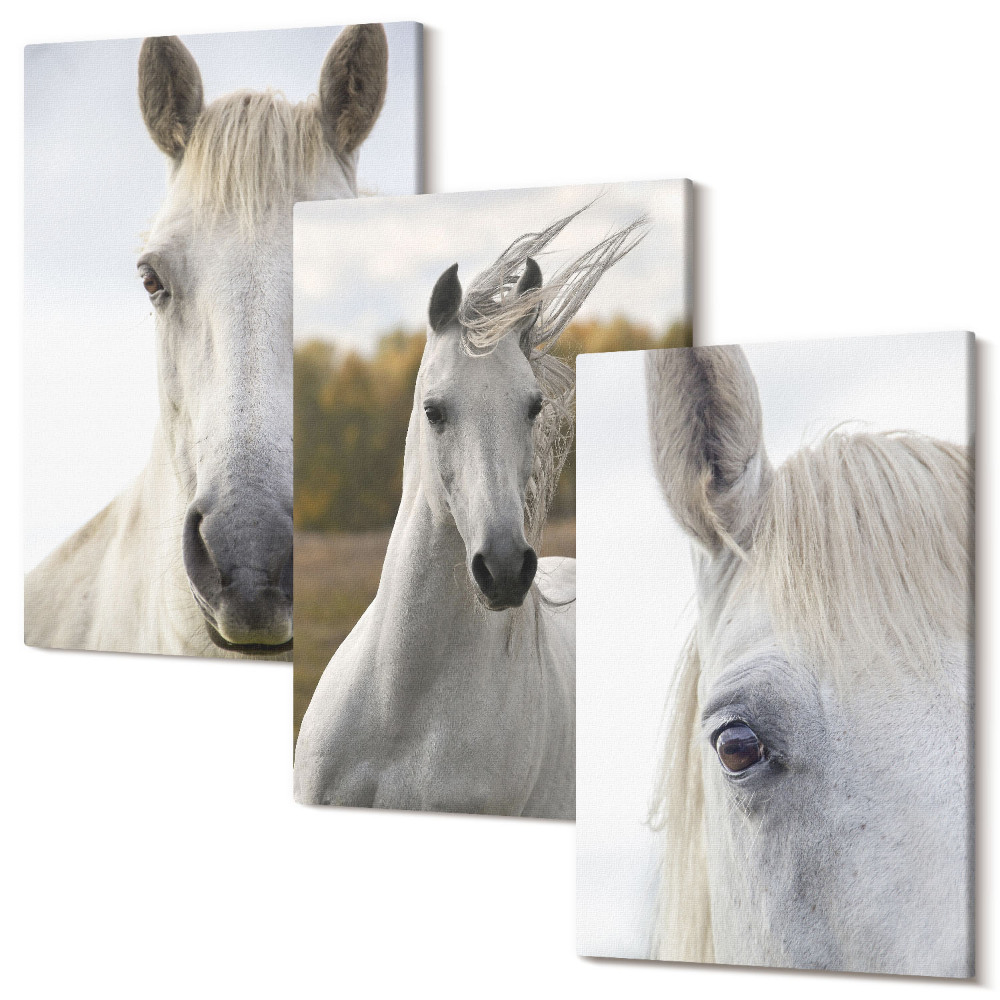 Zestaw obrazów na płótnie tryptyk Białe konie w różnych pozach na tle natury