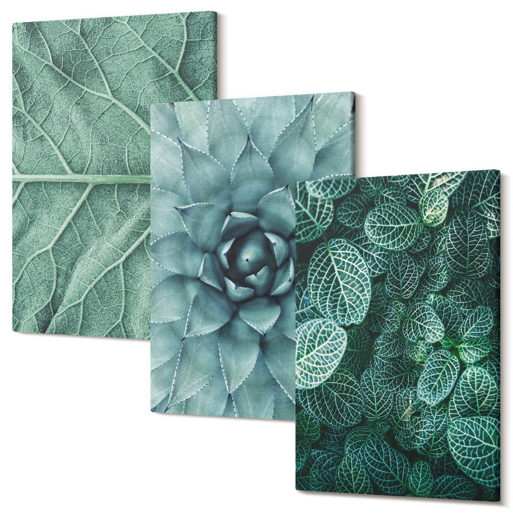 Zestaw obrazów tryptyk na ścianę Zbliżenia na rośliny liście sukulenty