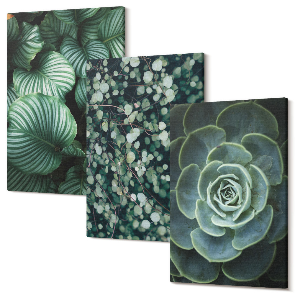 Zestaw obrazów tryptyk na ścianę Zielonych rośliny liściaste i sukulenty stylowe