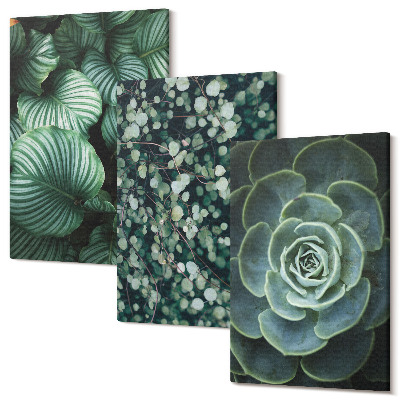Zestaw obrazów tryptyk na ścianę Zielonych rośliny liściaste i sukulenty stylowe