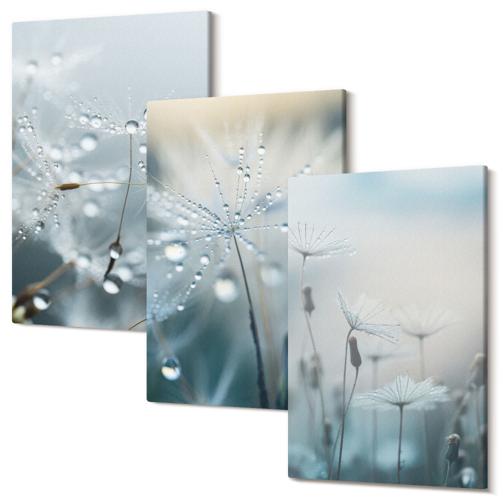 Zestaw obrazów 3 części tryptyk Krople rosy na delikatnych dmuchawcach