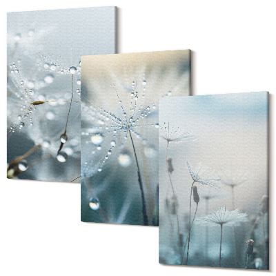 Zestaw obrazów 3 części tryptyk Krople rosy na delikatnych dmuchawcach
