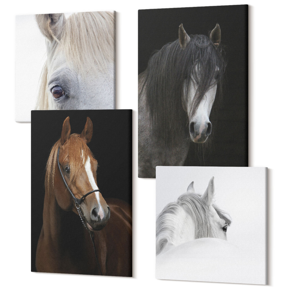 Zestaw obrazów 4 części kwadryptyk Portrety koni w różnych odcieniach sierści