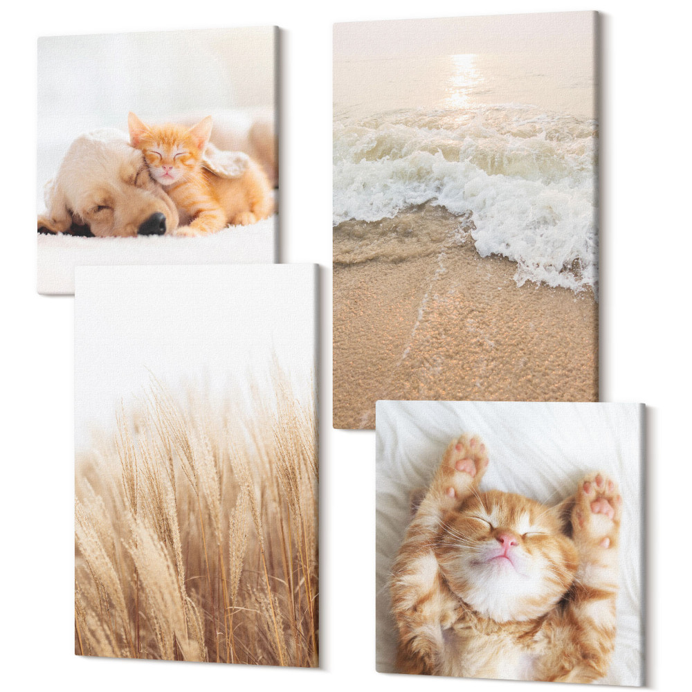 Zestaw obrazów kwadryptyk na ścianę Słodkie zwierzaki koty pies plaża trawa boho