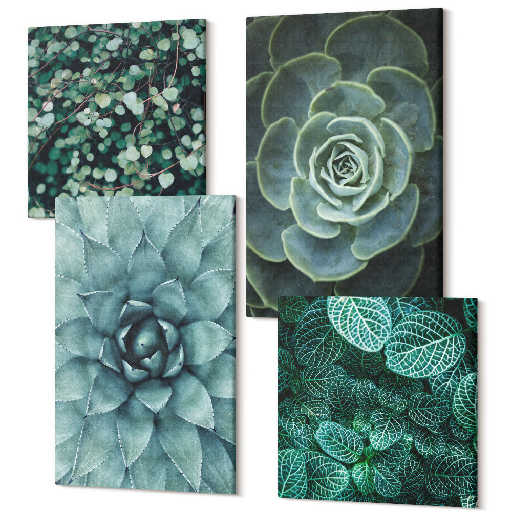 Zestaw obrazów na płótnie kwadryptyk Rośliny sukulentowe w odcieniach zieleni i turkusu