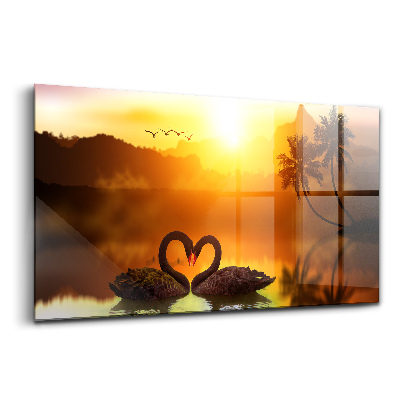 Foto-obraz szklany Piękny czarny łabędź na jeziorze